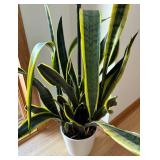 FE - Live Plant - Variegated Leaves in White Pot