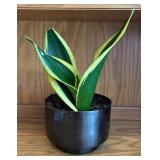LR - Sansevieria Trifasciata Laurentii Variegated Snake Plant