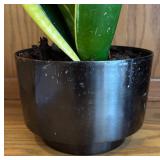 LR - Sansevieria Trifasciata Laurentii Variegated Snake Plant