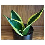 LR - Sansevieria Trifasciata Laurentii Variegated Snake Plant