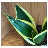LR - Sansevieria Trifasciata Laurentii Variegated Snake Plant
