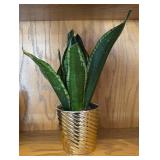 LR - Snake Plant Sansevieria Trifasciata In Gold Ribbed Planter