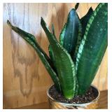 LR - Snake Plant Sansevieria Trifasciata In Gold Ribbed Planter
