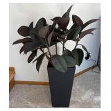 P - Live Ficus elastica Rubber Plant