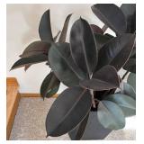 P - Live Ficus elastica Rubber Plant