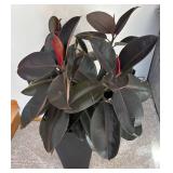 P - Live Ficus Elastica Burgundy Rubber Plant