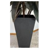 P - Live Ficus Elastica Burgundy Rubber Plant