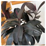 P - Live Ficus Elastica Burgundy Rubber Plant