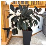 P - Live Rubber Plant Ficus Elastica