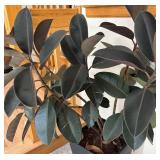 P - Live Rubber Plant Ficus Elastica