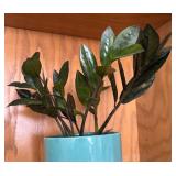 LR - Live ZZ Plant (Zamioculcas zamiifolia) in Turquoise Ceramic Pot