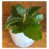 LR - Live Plant - Scalloped-Leaf Green Succulent