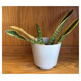 LR - Snake Plant Laurentii Variegated Indoor Plant