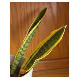 LR - Snake Plant Laurentii Variegated Indoor Plant