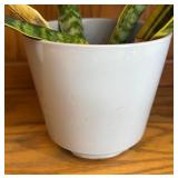 LR - Snake Plant Laurentii Variegated Indoor Plant