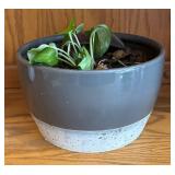 LR - Pothos Plant (Epipremnum aureum)