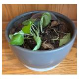 LR - Pothos Plant (Epipremnum aureum)