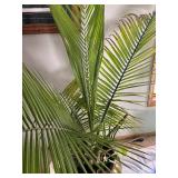 UBR - Palm Plant in Teal Ceramic Pot