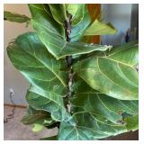 UBR - Live Rubber Plant Ficus elastica