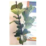 UBR - Live Rubber Plant Ficus elastica
