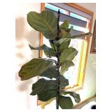 UBR - Live Rubber Plant Ficus elastica