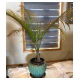 UBR - Live Areca Palm Indoor Plant