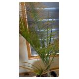 UBR - Live Areca Palm Indoor Plant