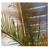 UBR - Live Areca Palm Indoor Plant