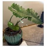 UBR - Live Elephant Ear Plant (Colocasia)