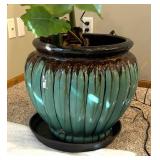 UBR - Live Elephant Ear Plant (Colocasia)