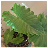 UBR - Live Elephant Ear Plant (Colocasia)