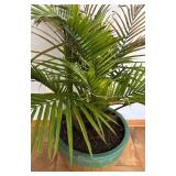 LL - Areca Palm (Dypsis Lutescens) in Ceramic Planter