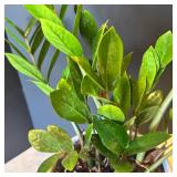 P - Live Plant in White Geometric Ceramic Pot