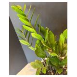 P - Live Plant in White Geometric Ceramic Pot