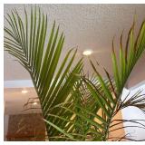 LL - Palm Plant - Large Indoor with Pothos in Black Planter