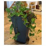 LL - Palm Plant - Large Indoor with Pothos in Black Planter