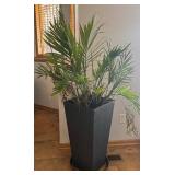 LL - Palm Plant - Indoor Live Plant