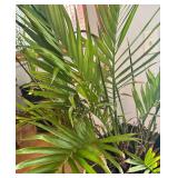 LL - Palm Plant - Indoor Live Plant
