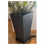 LL - Palm Plant - Indoor Live Plant