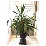 MR - Dracaena Massangeana Corn Plant