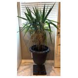 MR - Yucca Cane Plant in Large Decorative Pot