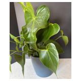 MR - Heartleaf Philodendron Plant (Philodendron scandens)