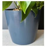 MR - Heartleaf Philodendron Plant (Philodendron scandens)