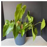 MR - Heartleaf Philodendron Plant (Philodendron scandens)