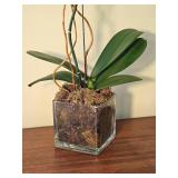 Orphan Phalaenopsis Moth Orchid