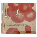 Antique Briggs & Brother