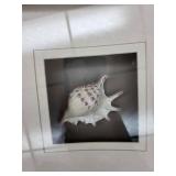 Wall Art - Ocean Shell Frames (Set of 3)