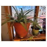 Collection of Live Spider Plants