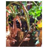 2 Large Live ZZ Plants