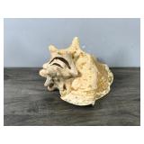 Conch Shell with Picture of U.S.S MINN-CON Ship - Says Captain David J. Conner & Charles Burnside